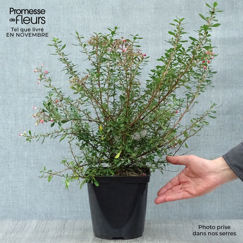 Example of Escallonia Red Carpet Pot de 3L/4L as you get in automne