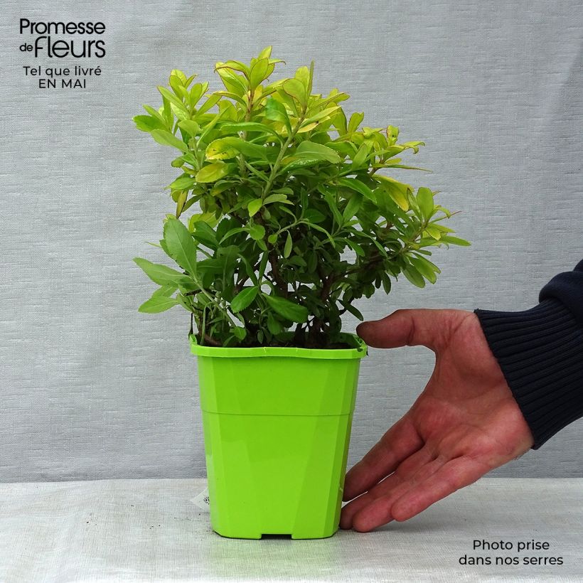 Example of Escallonia hybride Glowing Embers Pot de 3L/4L as you get in printemps