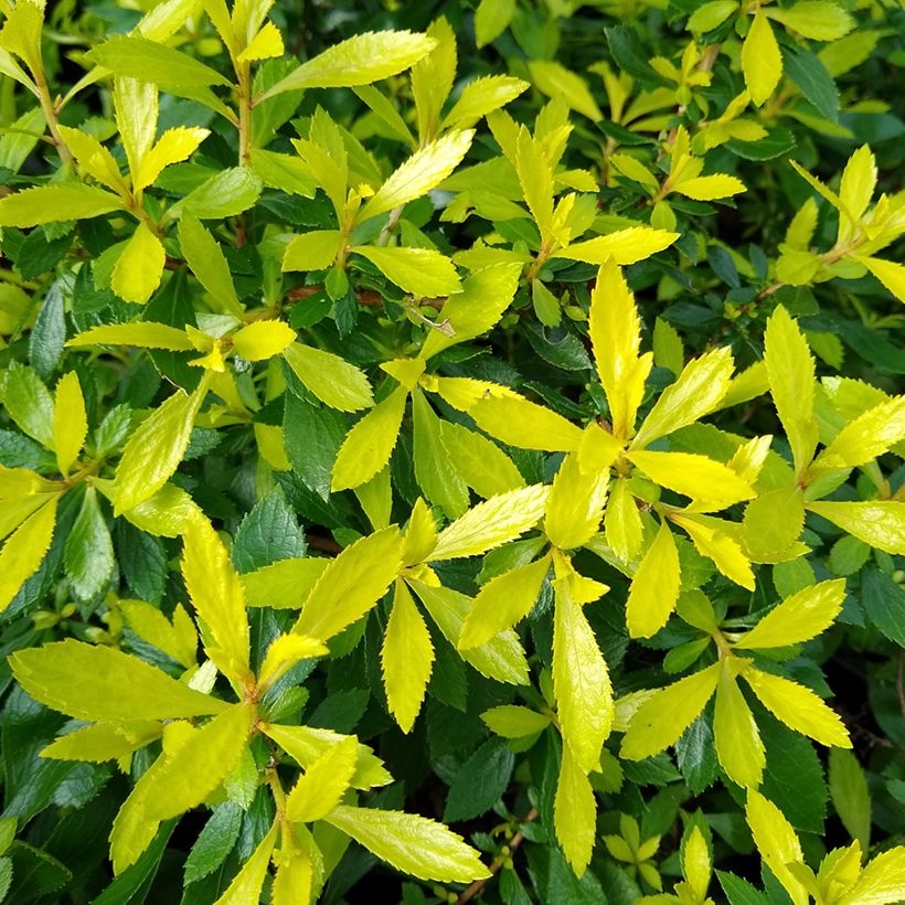 Escallonia hybride Golden Carpet (Feuillage)