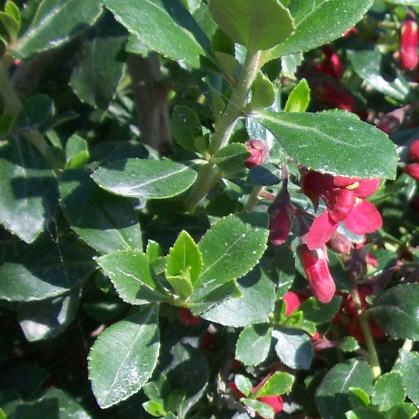 Escallonia hybride Red Dream (Foliage)