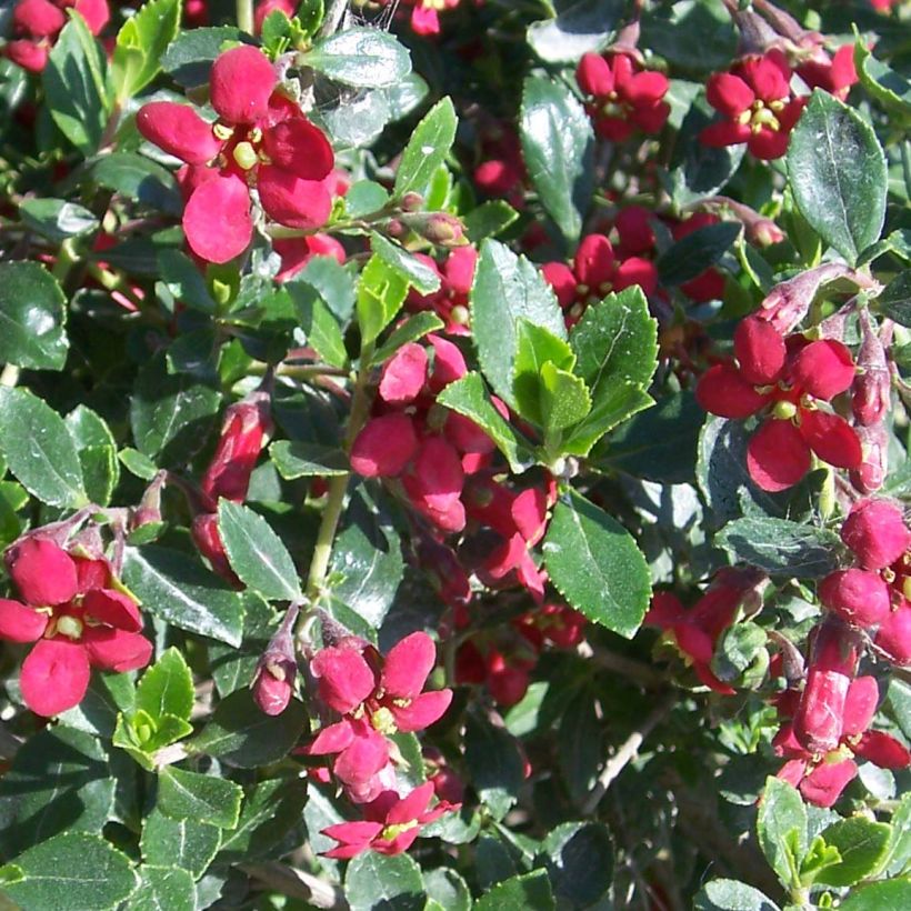 Escallonia hybride Red Dream (Flowering)