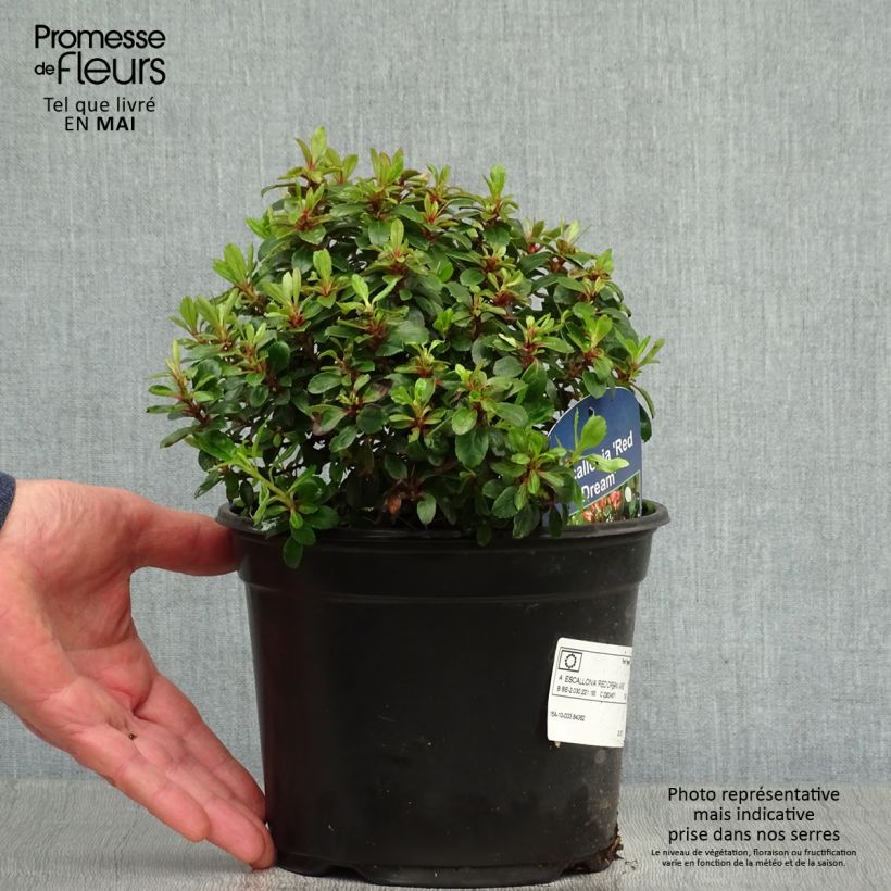 Example of Escallonia hybride Red Dream Pot de 2L/3L as you get in printemps