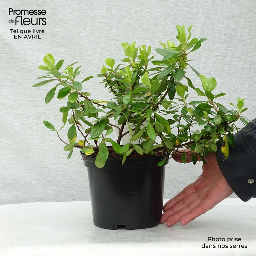 Example of Escallonia laevis Gold Ellen Pot de 2L/3L as you get in printemps