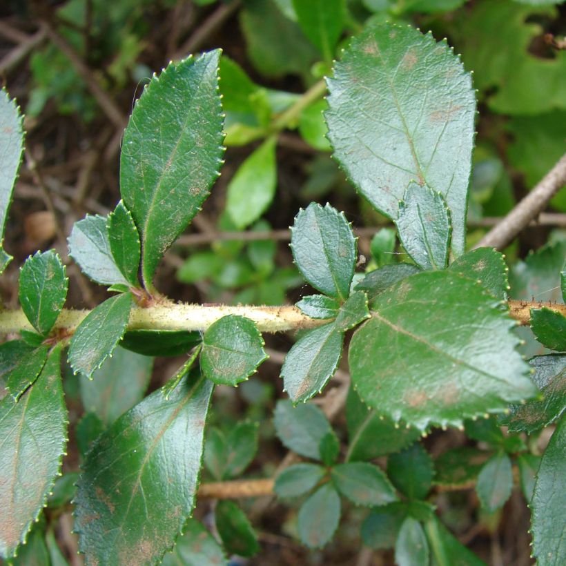 Escallonia rubra macrantha (Foliage)
