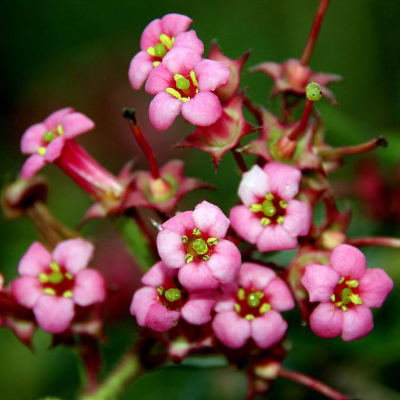 Escallonia rubra macrantha (Flowering)