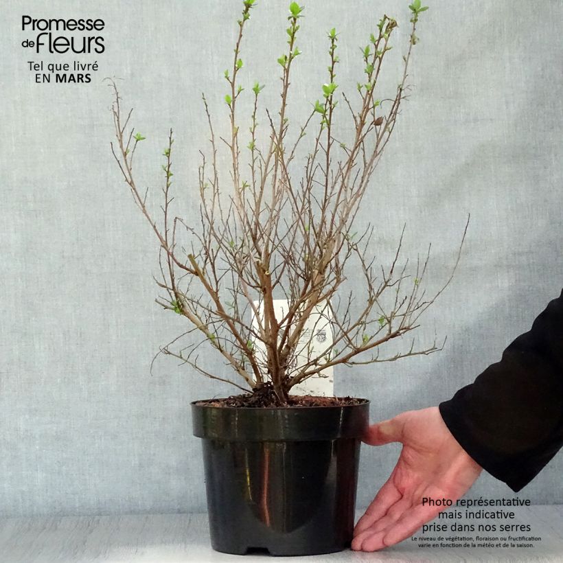 Example of Escallonia rubra macrantha Pot de 3L/4L as you get in printemps