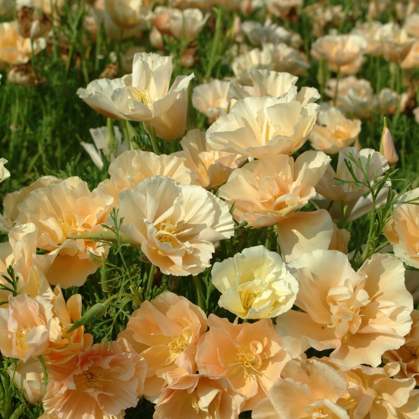 Graines de Pavot de Californie Pink Champagne- Eschscholzia californica  (Floraison)
