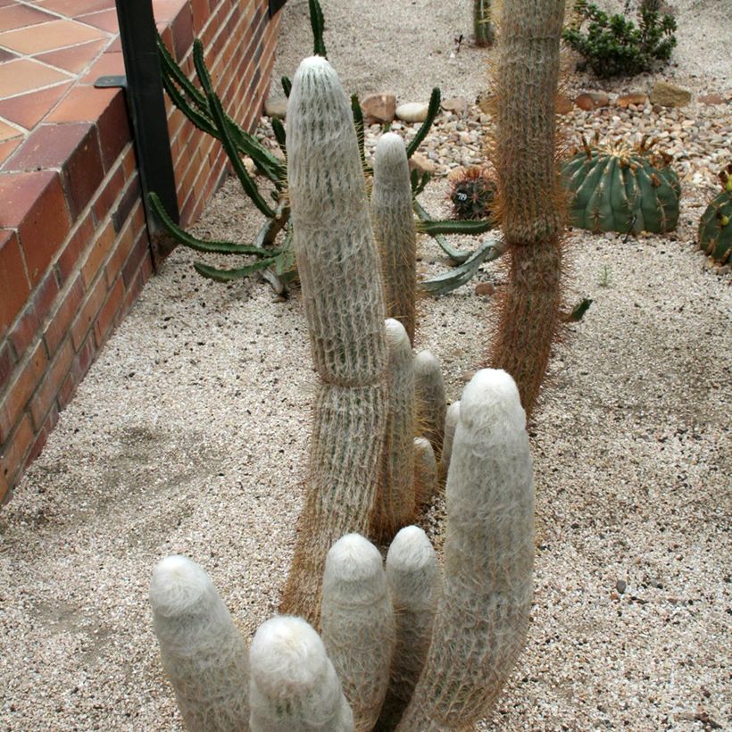 Espostoa churinensis - Cactus cierge (Port)