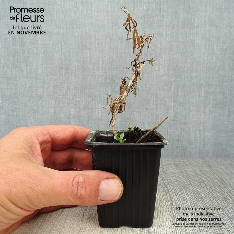 Spécimen de Estragon vrai - Artemisia dracunculus Godet de 7/8 cm tel que livré en automne