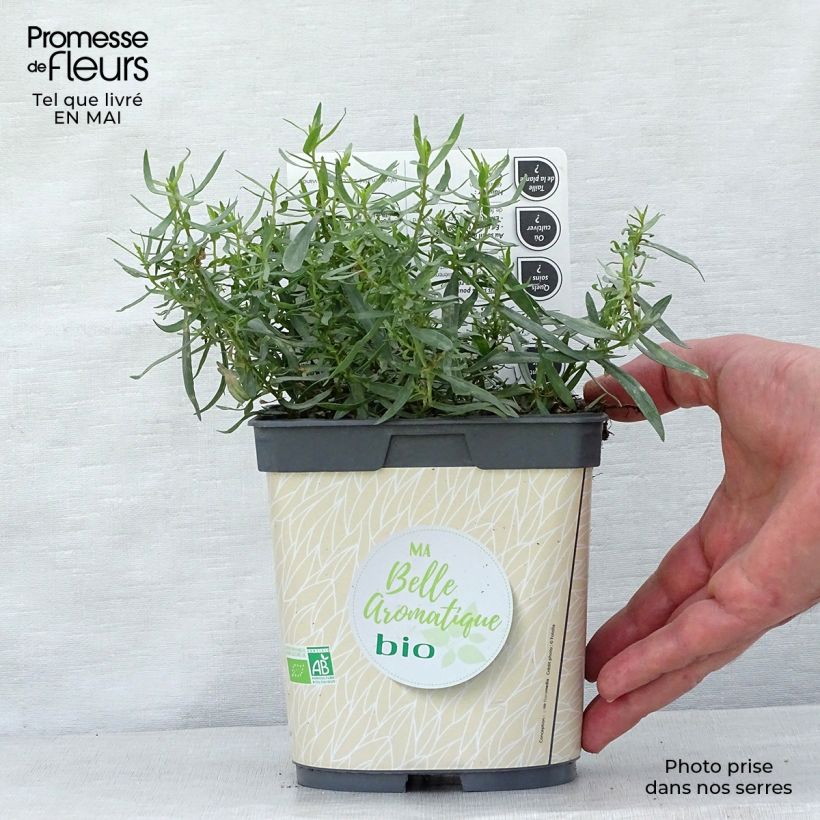 Spécimen de Estragon vrai en plant BIO Pot de 1L/1,5L tel que livré au printemps