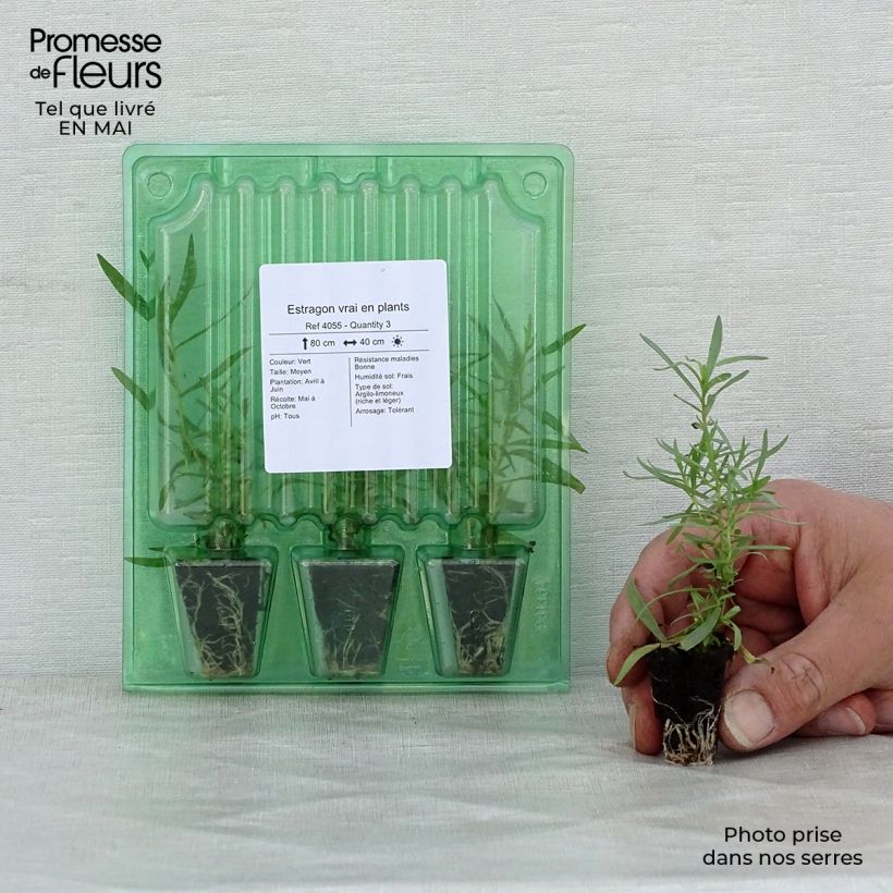 Example of Estragon vrai en plants Mini-motte Ø 3/4 cm, LIvré en hauteur de 5 à 10 cm as you get in printemps