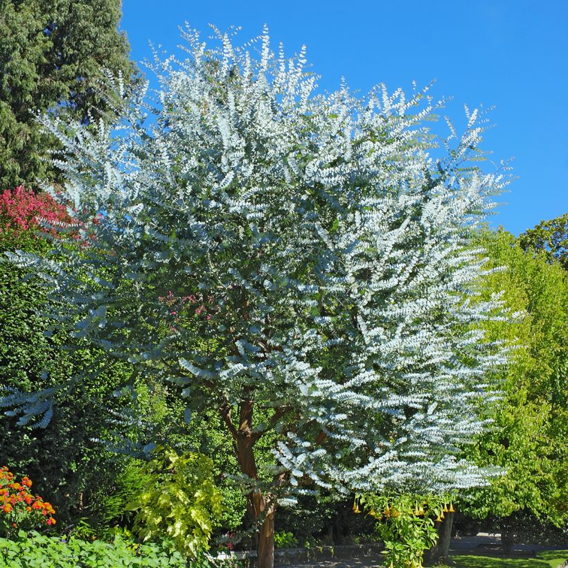 Eucalyptus cinerea - Gommier cendré  (Port)