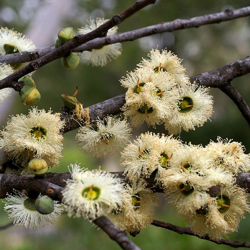 Eucalyptus deuaensis - Mallée de Mongamulla (Floraison)