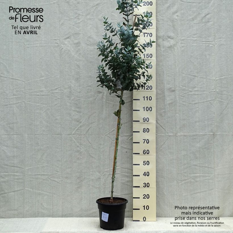 Spécimen de Eucalyptus globulus - Eucalyptus commun ou Gommier bleu  Pot de 7,5L/10L tel que livré au printemps