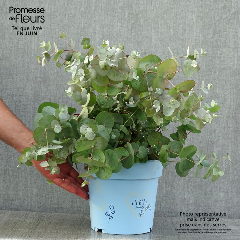 Spécimen de Eucalyptus gunnii Blaue Liebe - Gommier cidre Pot de 6L/7L tel que livré en été