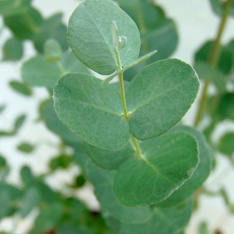 Eucalyptus gunnii - Gommier cidre (Foliage)
