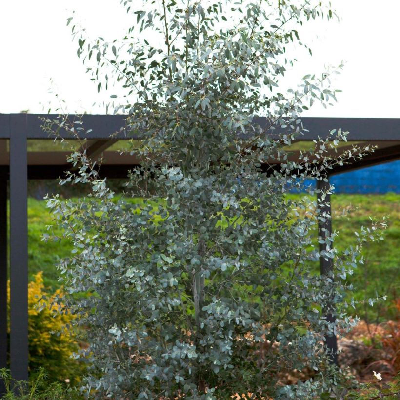 Eucalyptus gunnii Silverana - Gommier cidre (Plant habit)