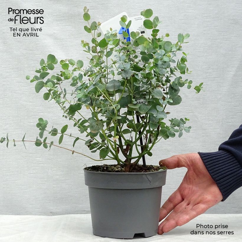 Example of Eucalyptus gunnii - Gommier cidre Pot de 2L/3L as you get in printemps