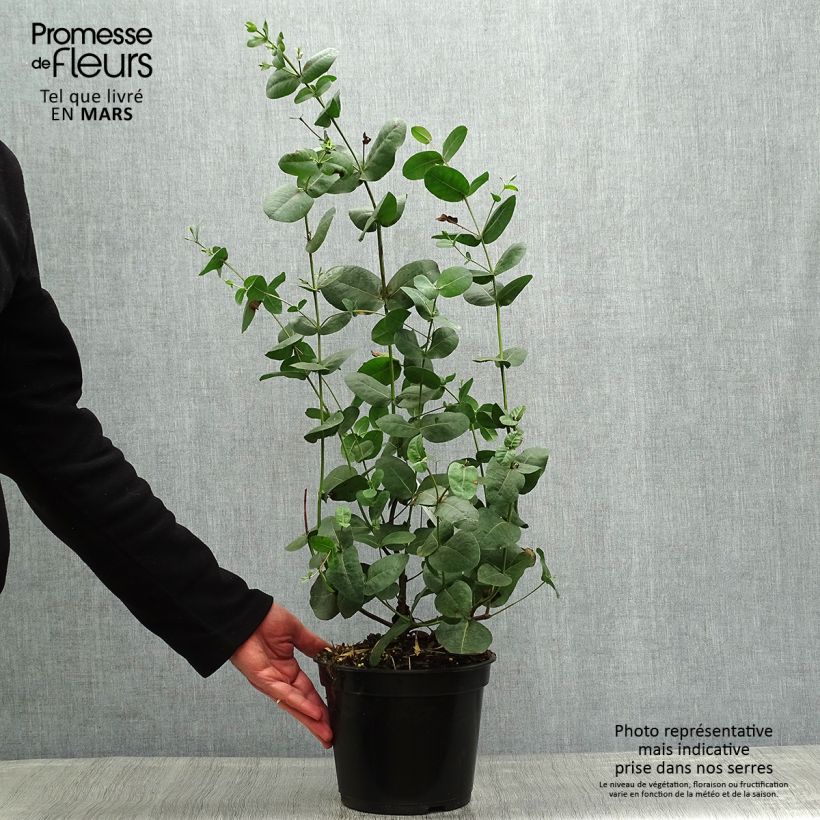 Spécimen de Eucalyptus neglecta - Gommier d’Omeo Pot de 4L/5L tel que livré au printemps