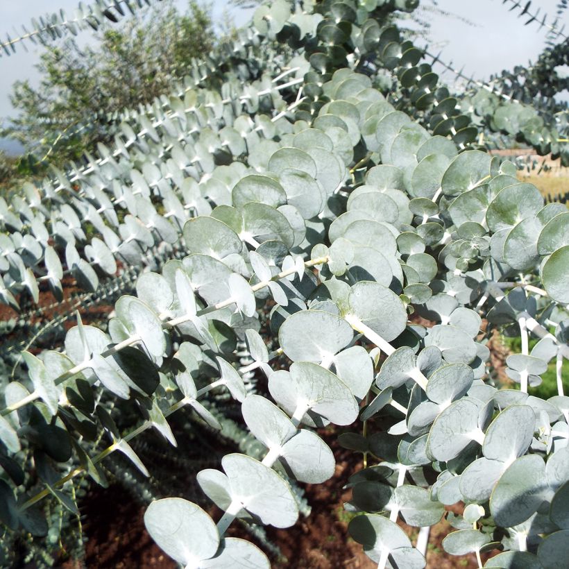 Eucalyptus pulverulenta - Gommier argenté (Feuillage)