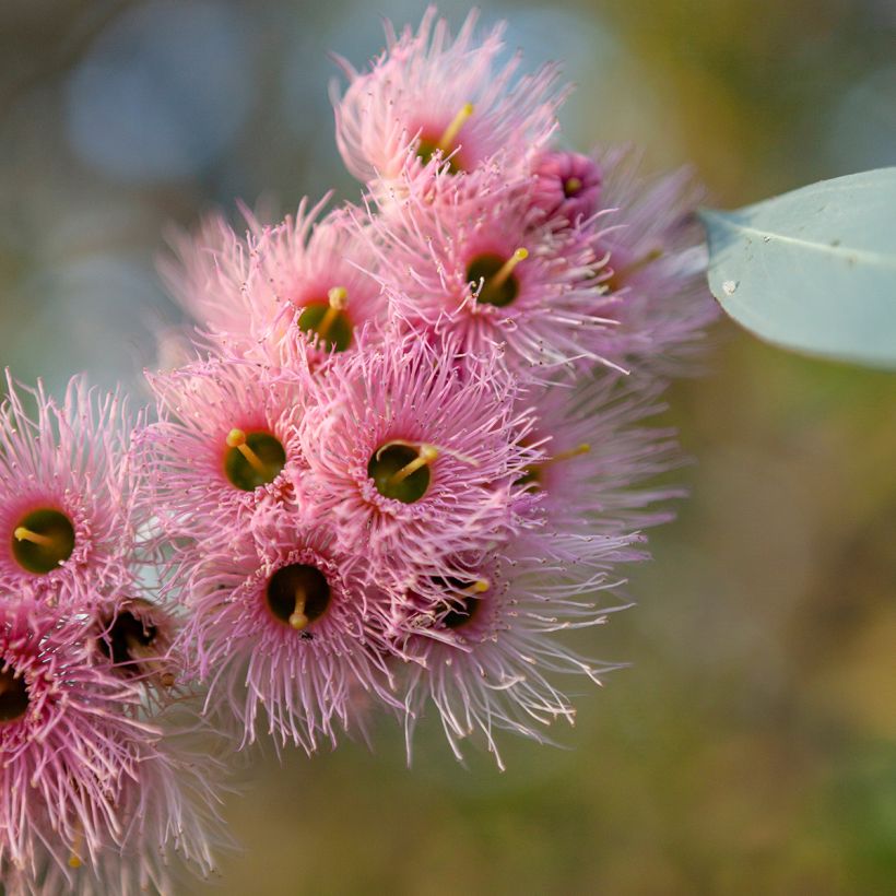 Eucalyptus sideroxylon - Eucalyptus à écorce de fer (Floraison)