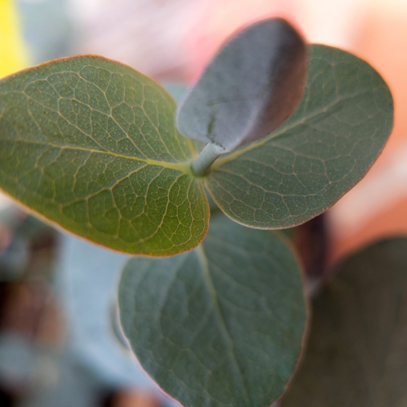 Graines d'Eucalyptus pulverulenta Baby Blue Spiral (Foliage)