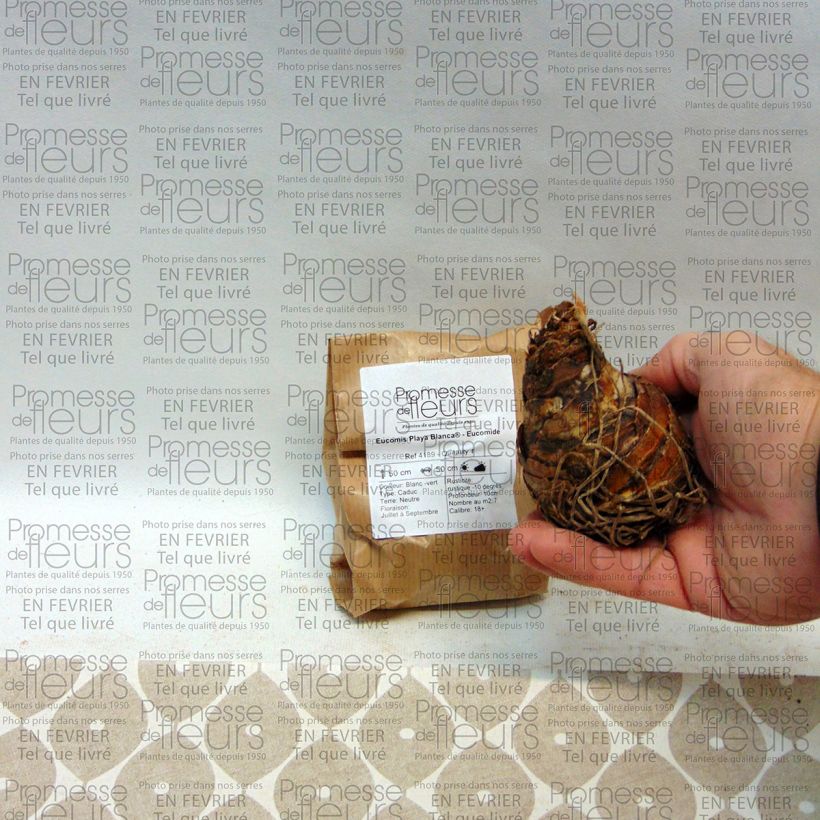 Example of Eucomis Playa Blanca® - Eucomide Bulbe calibre 18/20 as you get