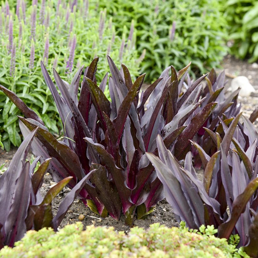 Eucomis Purple Reign - Fleur ananas (Foliage)