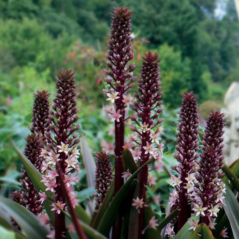 Eucomis comosa Sparkling Rosy®  - Eucomide rose  (Plant habit)