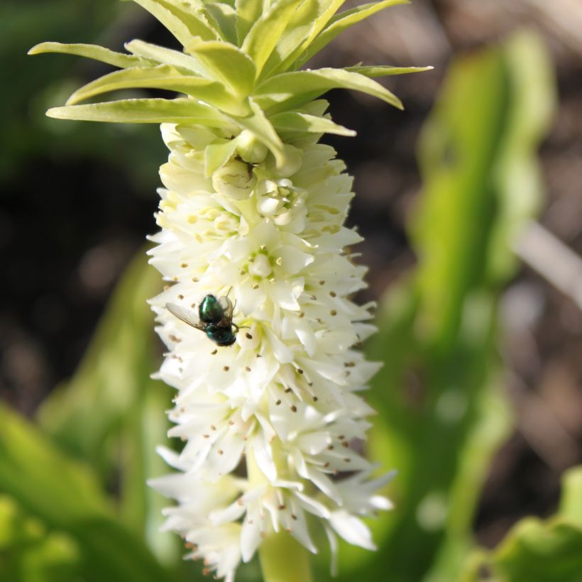 Eucomis autumnalis - Eucomide (Flowering)