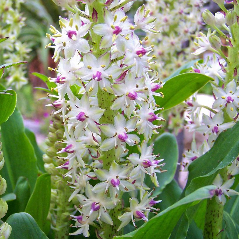 Eucomis bicolor - Eucomide (Floraison)