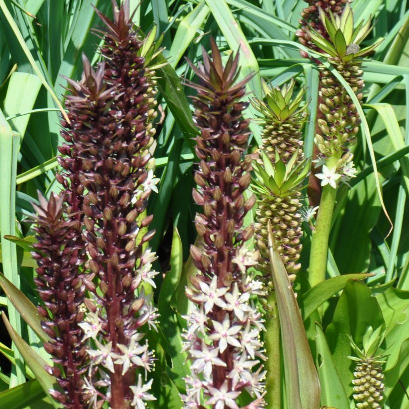 Eucomis comosa Sparkling Burgundy®  - Eucomide rose à feuillage pourpre (Plant habit)
