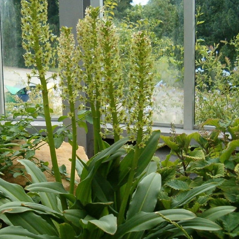 Eucomis pole-evansii - Eucomide blanche à coeur mauve. (Plant habit)