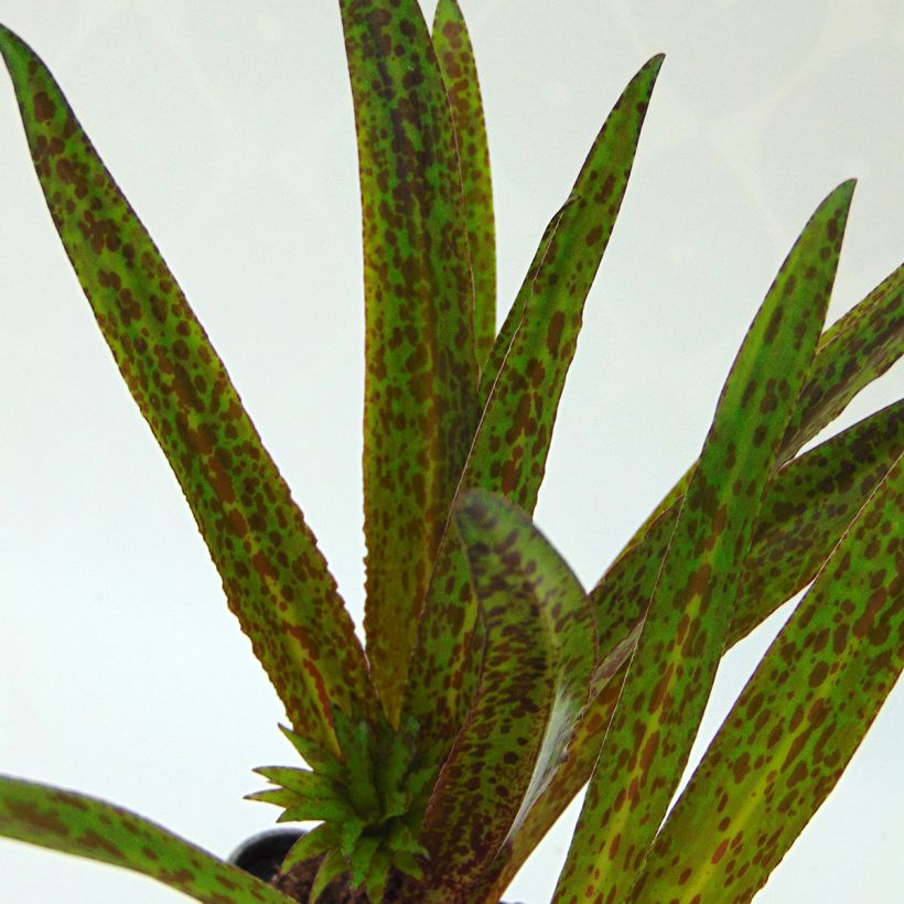 Eucomis vandermerwei Octopus (Foliage)