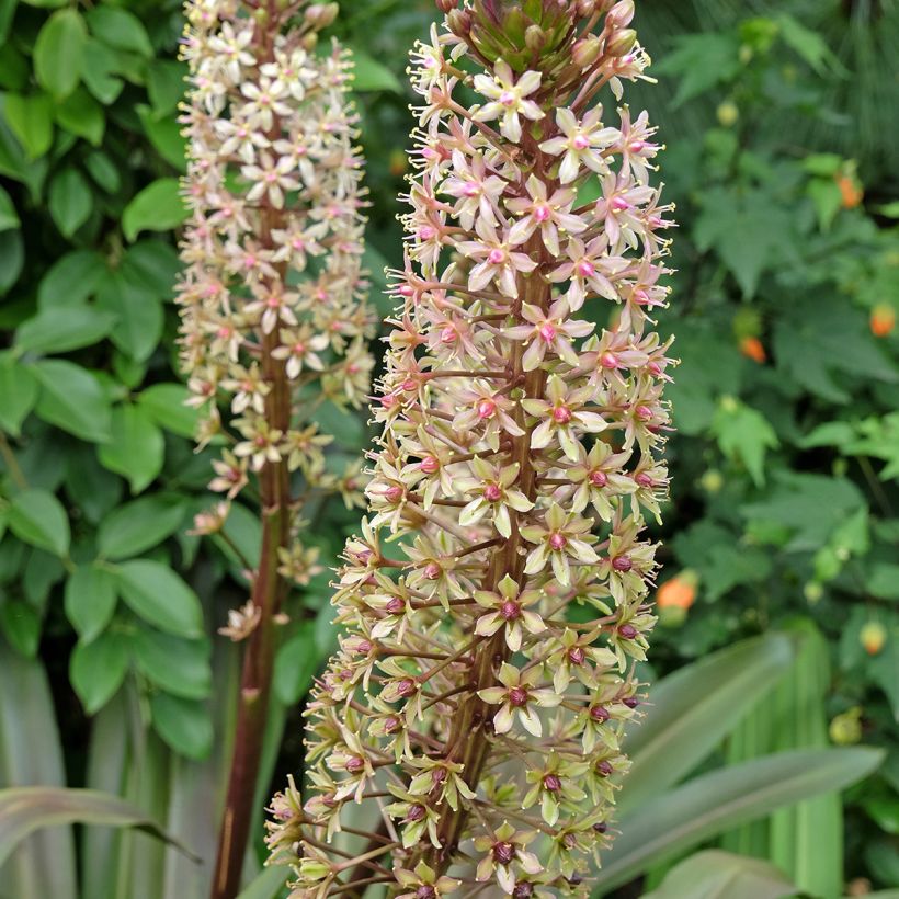 Eucomis comosa Sparkling Burgundy®  - Eucomide rose à feuillage pourpre (Flowering)