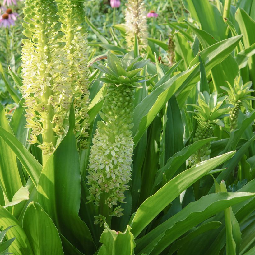 Eucomis comosa Tugela Jade - Fleur ananas (Floraison)