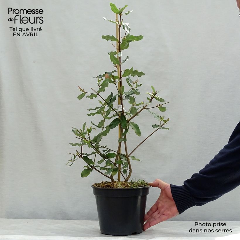 Spécimen de Eucryphia intermedia Rostrevor Pot de 3L/4L tel que livré au printemps