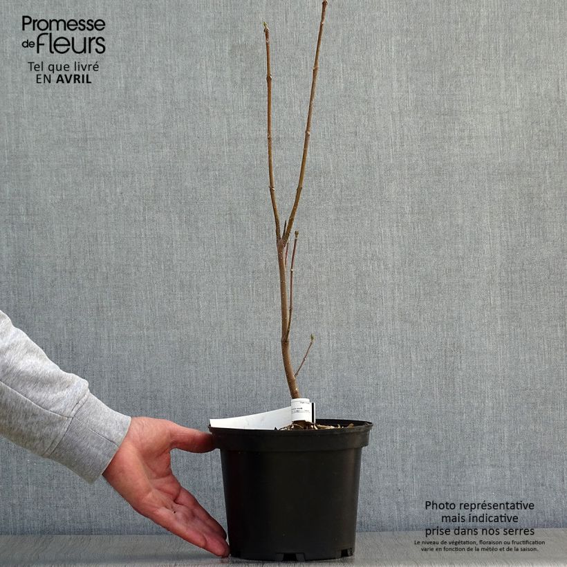 Example of Euodia danielii - Arbre à miel Pot de 2L/3L as you get in printemps