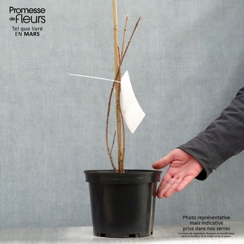 Example of Euodia danielii - Arbre à miel Pot de 4L/5L as you get in printemps