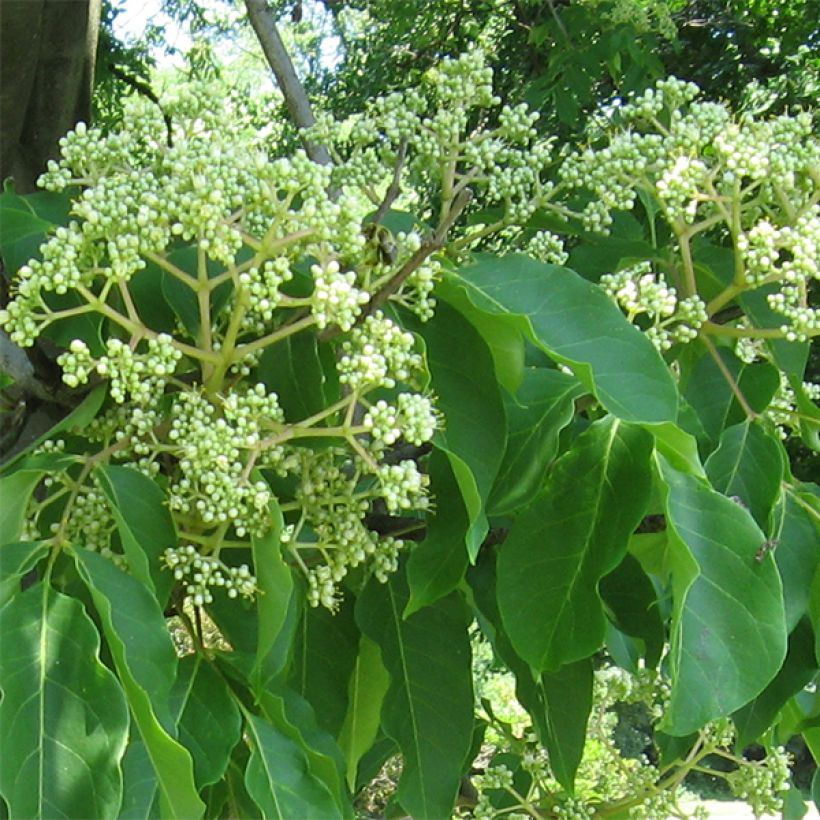 Euodia danielii - Arbre à miel (Flowering)