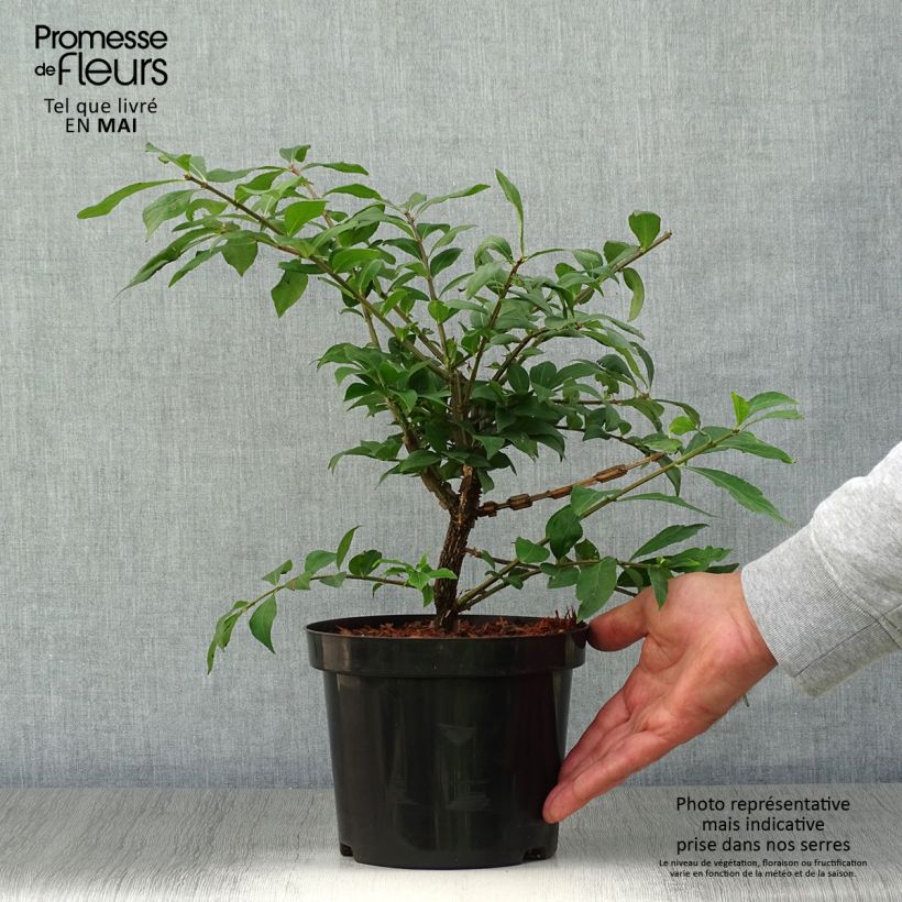 Example of Euonymus alatus - Fusain ailé Pot de 2L/3L as you get in printemps