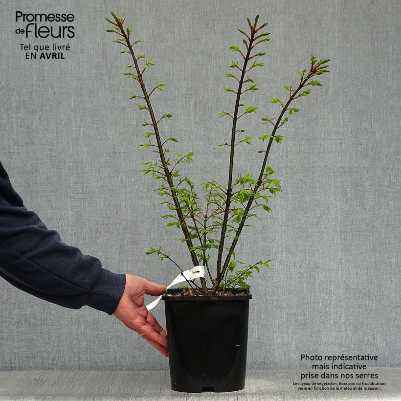 Example of Euonymus alatus Compactus - Fusain ailé nain Pot de 4L/5L as you get in printemps