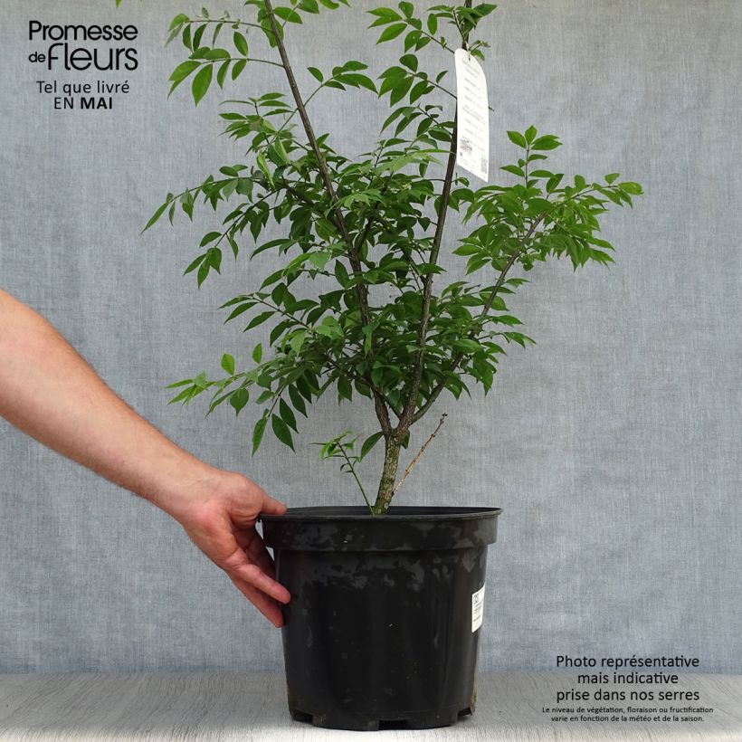 Example of Euonymus alatus Compactus - Fusain ailé nain Pot de 7,5L/10L as you get in printemps