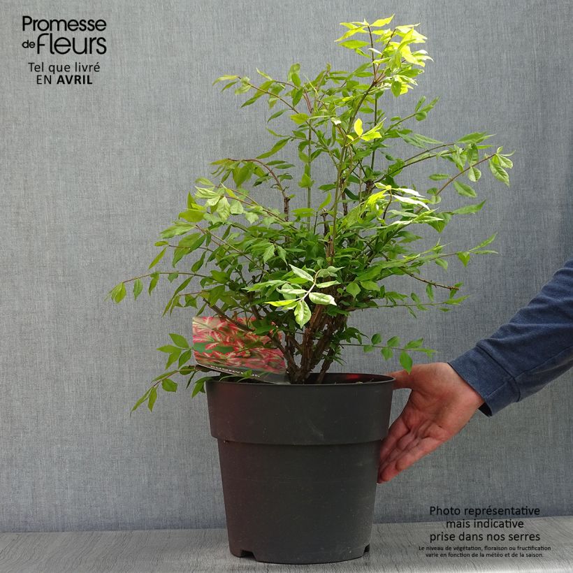 Example of Euonymus alatus - Fusain ailé Pot de 7,5L/10L as you get in printemps