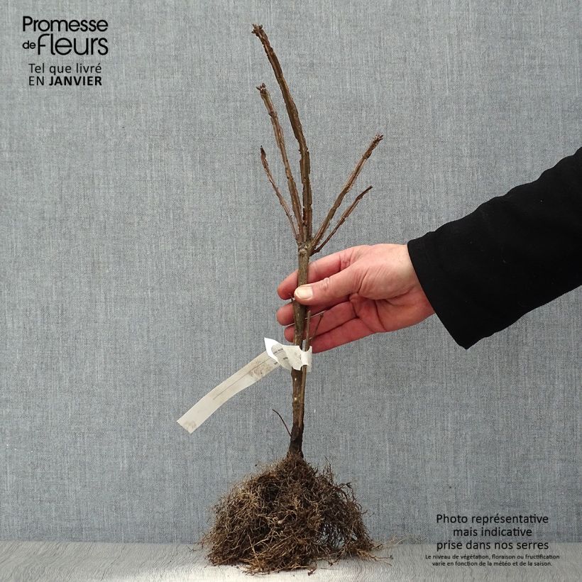 Example of Euonymus alatus - Fusain ailé Racines nues as you get in hiver