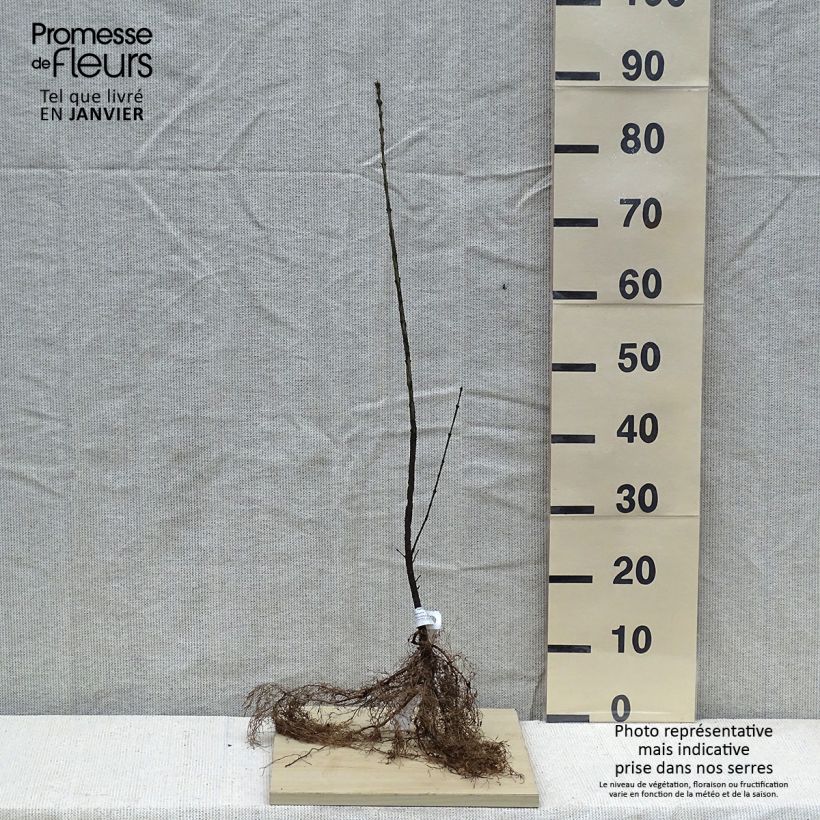 Spécimen de Euonymus europaeus - Fusain d'Europe Racines nues tel que livré en hiver