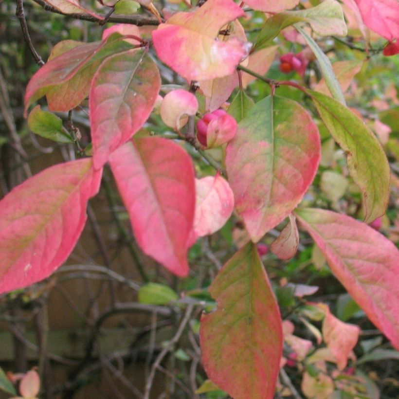 Euonymus europaeus Red Cascade - Fusain d'Europe (Foliage)