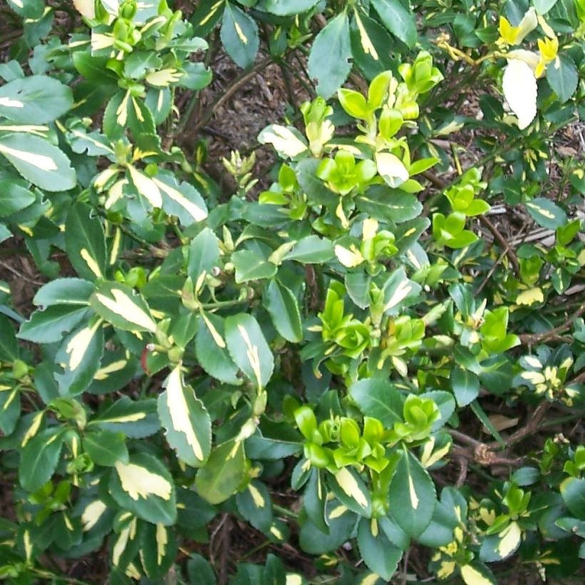 Euonymus fortunei Blondy - Fusain persistant panaché (Foliage)