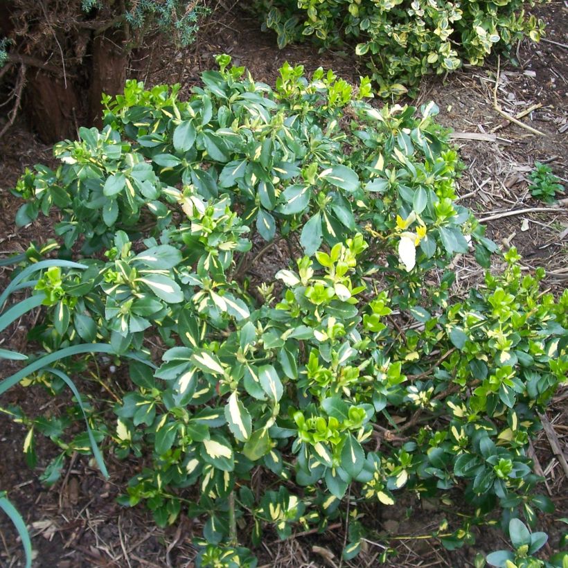 Euonymus fortunei Blondy - Fusain persistant panaché (Plant habit)