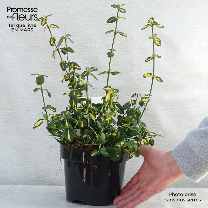 Example of Euonymus fortunei Blondy - Fusain persistant panaché Pot de 2L/3L as you get in printemps